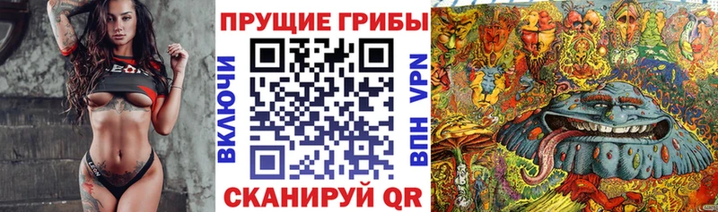 Галлюциногенные грибы Psilocybine cubensis  Абинск 